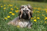 SHIH TZU 240